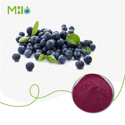 Bilberry Extract Powder