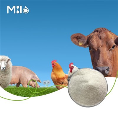 Choline Chloride Powder